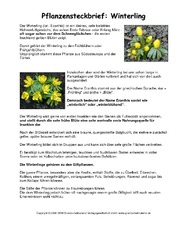 Steckbrief-Winterling.pdf